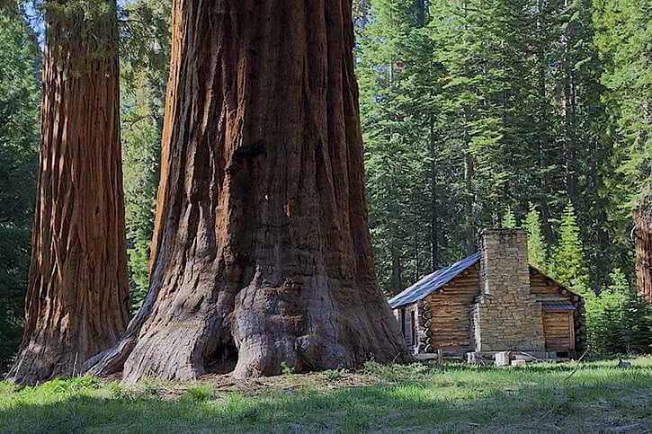 sequoia cabin